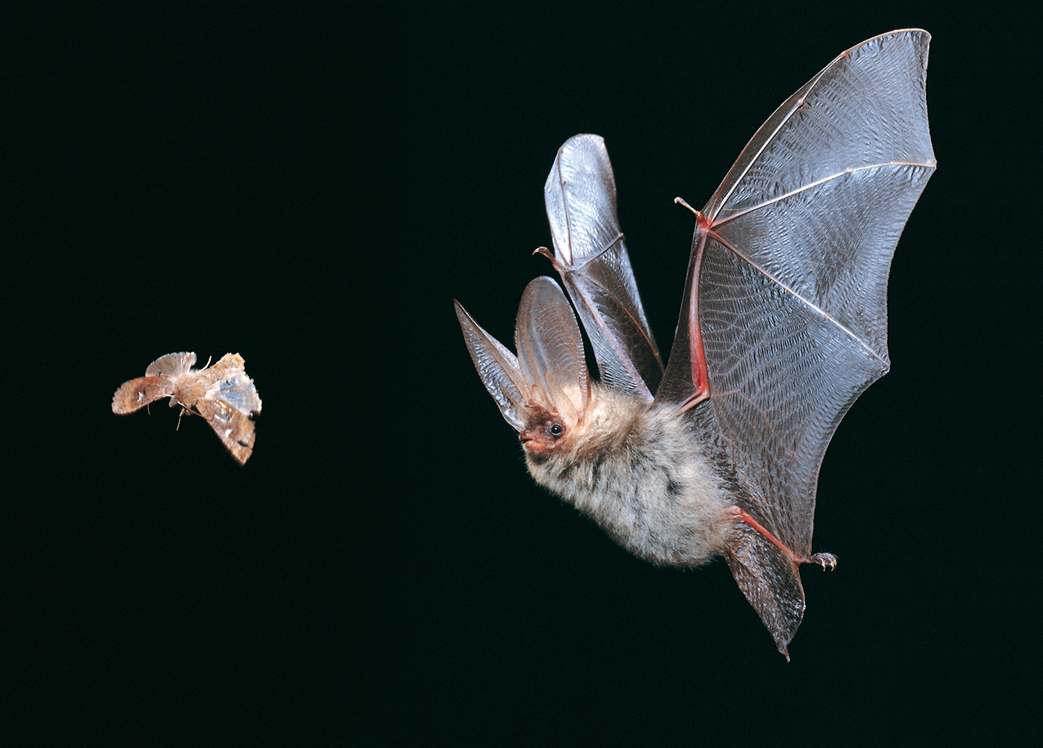 Braune Langohrfledermaus beim Falterfang