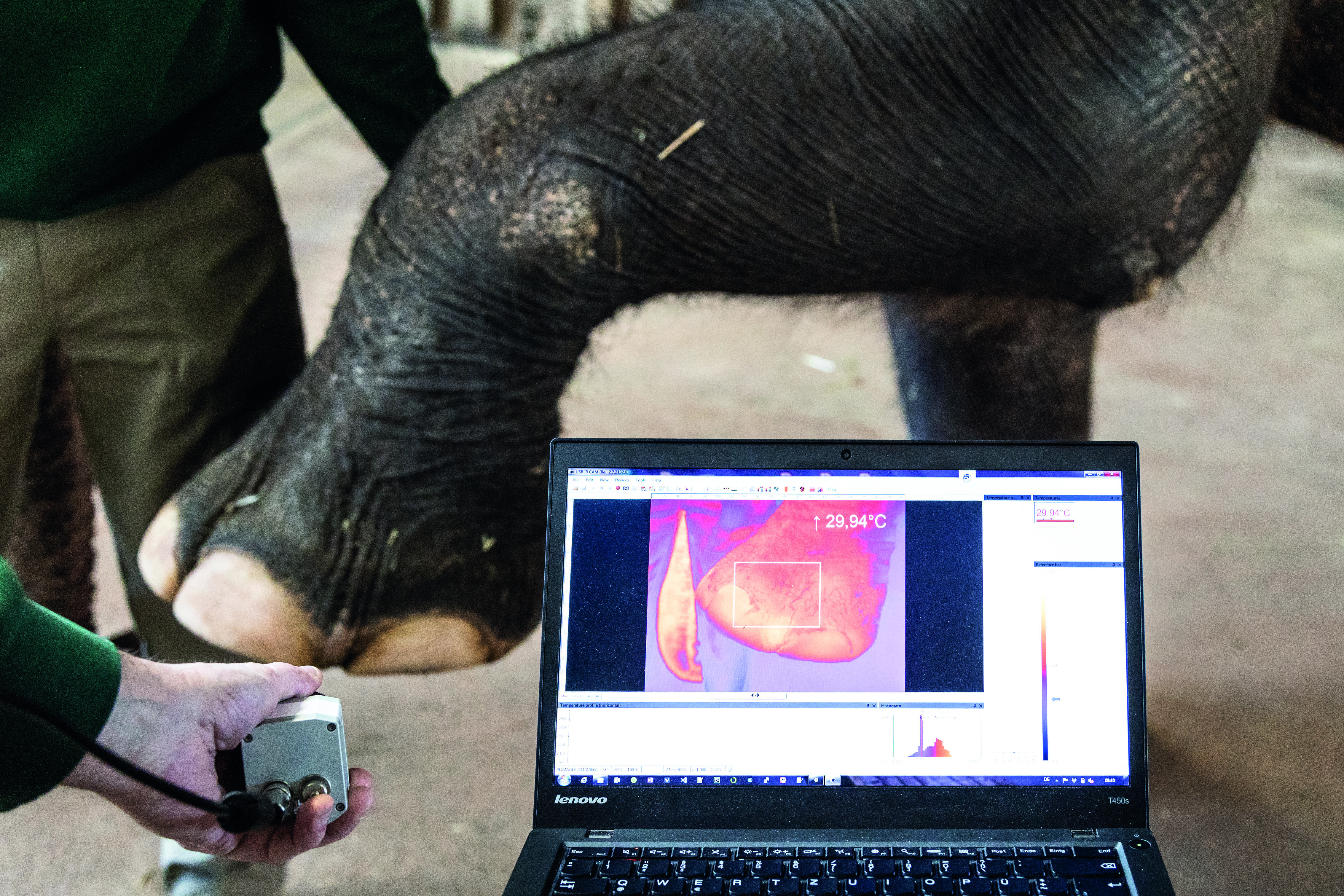 Bein eines Elefanten wird mit Wärmebildkamera fotographiert