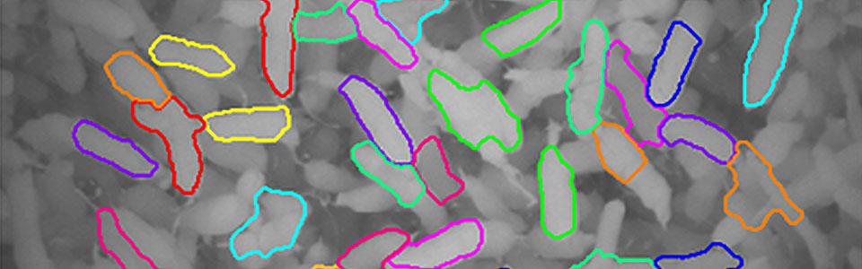 Loaded multipipette over a plate for DNA analysis